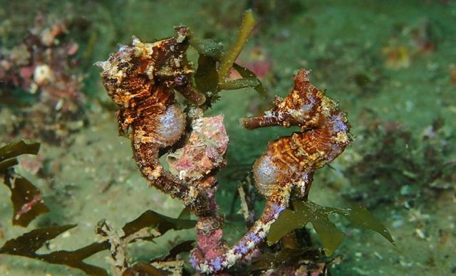 写真:水俣ダイビングサービスSEA HORSE